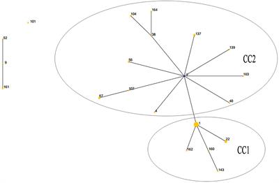 Phenotypic Antimicrobial Susceptibility and Genotypic Characterization of Clinical Ureaplasma Isolates Circulating in Shanghai, China